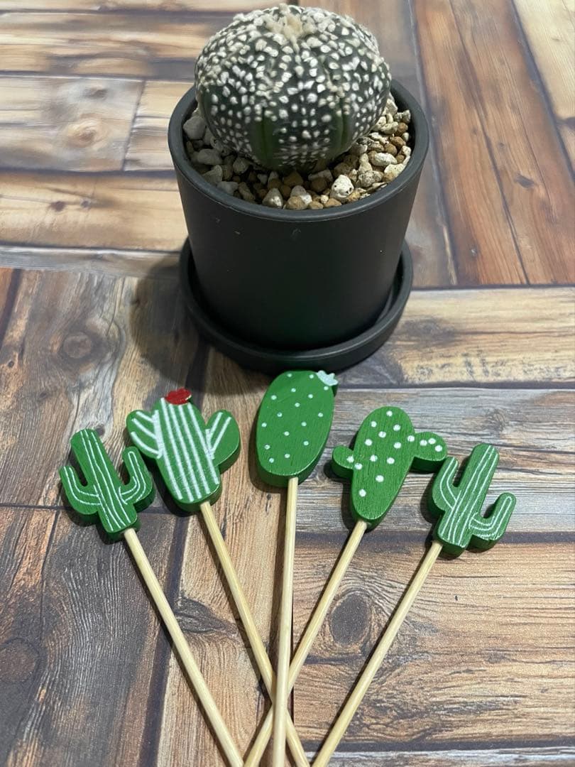 Cactus Garden Pick